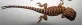 Agama vousatá  (Pogona vitticeps)