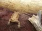 Agama vousatá  (Pogona vitticeps)
