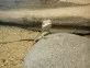 Agama vousatá  (Pogona vitticeps)