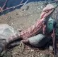Agama vousatá  (Pogona vitticeps)
