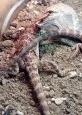 Agama vousatá  (Pogona vitticeps)