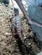 Agama vousatá  (Pogona vitticeps)