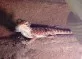 Agama vousatá  (Pogona vitticeps)