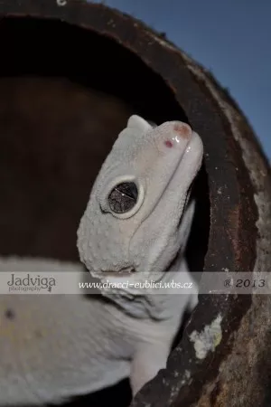 Lazy kukadla