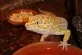 Eublepharis macularius - Macu