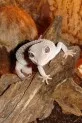 Eublepharis macularius -Lazy