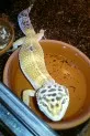 Eublepharis macularius - Sunny