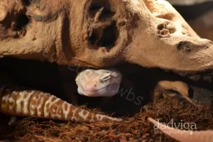 -