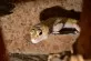 Eublepharis macularius - Daku