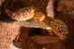 Eublepharis macularius - Brownee