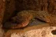 Eublepharis macularius - Satsu