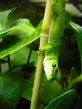 Phelsuma grandis