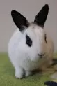 Zakrslý králík