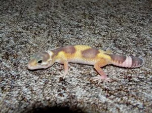 prcek raptor