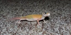 prcek