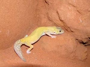 samice raptoglow