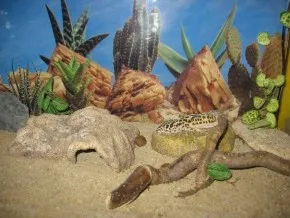 Eublepharis macularius