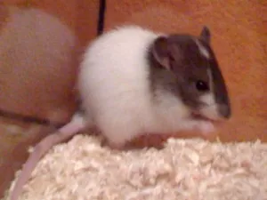 Čikitka