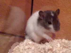 Čikitka