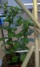 Crassula Ovata