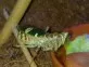 Creobroter Elongata