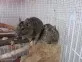 Osmák degu (Octodon degus)