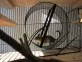 Osmák degu (Octodon degus)
