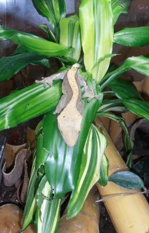 Naga