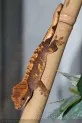 Pagekon řasnatý  (Rhacodactylus ciliatus)