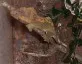 Pagekon řasnatý  (Rhacodactylus ciliatus)
