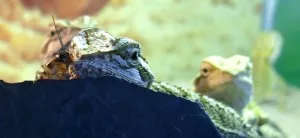 cvrček pije z kapky vody co zůstala na agamčině hlavě