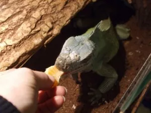 Dobrotka