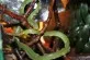 gonyosoma oxycephala