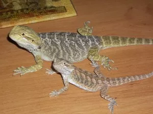 tadyje videt rozdil:((