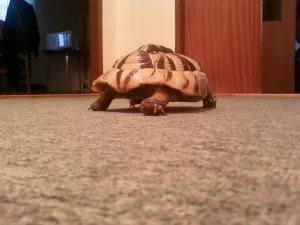 i v bytě chytá kondičku. ale fotit se nechce