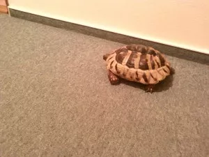 i v bytě chytá kondičku. ale fotit se nechce