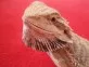 Agama vousatá  (Pogona vitticeps)