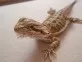 Agama vousatá  (Pogona vitticeps)