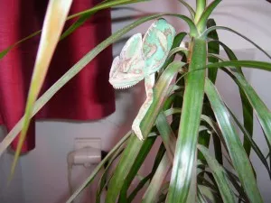 Kašlu Vám na Dracenu, já chci na svůj závěs !