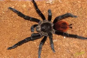 1,0 Brachypelma epicureanum