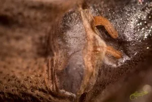 spermatéka Avicularia geroldi