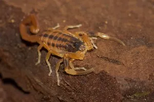 Tityus trivittatus