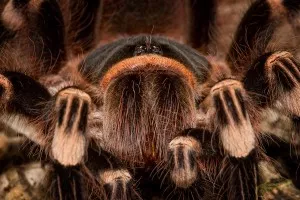 acanthoscurria geniculata- samice