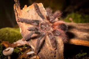 Avicularia metallica