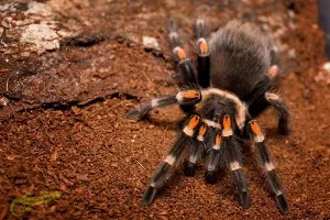 Brachypelma auratum