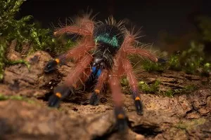 Ephebopus cyanognathus