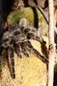 Sklípkan kadeřavý  (Brachypelma albopilosum)
