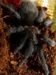 1,0 Aphonopelma caniceps