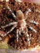 Acanthoscurria brocklehursti
