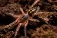 Hapalopus formosus